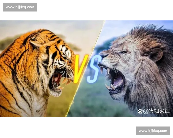 老虎对决黑豹野性巅峰力量速度智慧全面较量揭秘自然法则生存王者之战